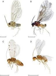 Attēlu rezultāti vaicājumam “Psocoptera”
