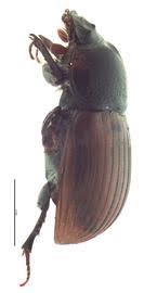 Attēlu rezultāti vaicājumam “Aphodius subterraneus imago”