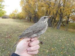 Image result for Turdus ruficollis