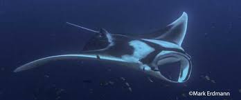 Image result for Mobula birostris