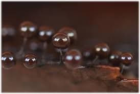 Attēlu rezultāti vaicājumam “Lamproderma debile”