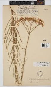 Image result for Helichrysum subulifolium