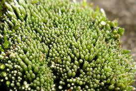 Attēlu rezultāti vaicājumam “Bryum argenteum”