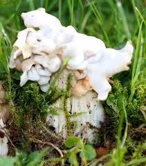 Attēlu rezultāti vaicājumam “Helvella crispa”