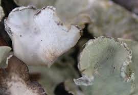 Attēlu rezultāti vaicājumam “Cetrelia olivetorum”