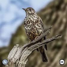 Attēlu rezultāti vaicājumam “Turdus viscivorus adult”