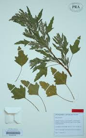 Attēlu rezultāti vaicājumam “Chenopodium acerifolium”