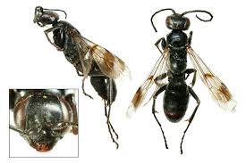 Attēlu rezultāti vaicājumam “Xysticus bifasciatus female”