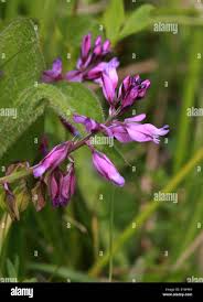 Attēlu rezultāti vaicājumam “Polygala vulgaris leaf”