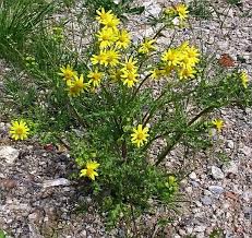 Attēlu rezultāti vaicājumam “Senecio vernalis”