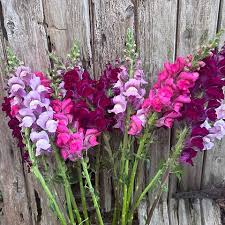 Attēlu rezultāti vaicājumam “Antirrhinum majus flower”
