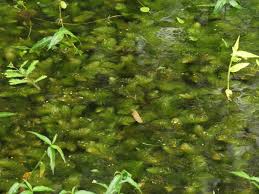 「金魚藻」的圖片搜尋結果