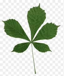 Attēlu rezultāti vaicājumam “Aesculus hippocastanum leaf”