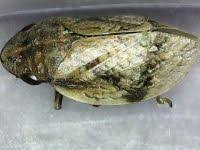 Attēlu rezultāti vaicājumam “Lepyronia coleoptrata”