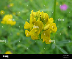 Attēlu rezultāti vaicājumam “Medicago sativa subsp. sativa flower”