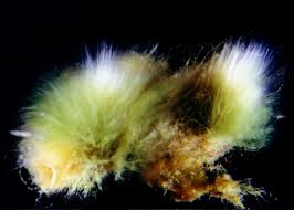 Attēlu rezultāti vaicājumam “Bulbochaete mirabilis”