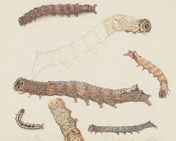 Attēlu rezultāti vaicājumam “Allophyes oxyacanthae”