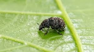 Attēlu rezultāti vaicājumam “Anthribus nebulosus”