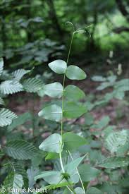 Attēlu rezultāti vaicājumam “Vicia pisiformis”
