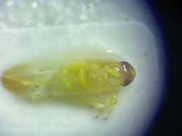 Attēlu rezultāti vaicājumam “Edwardsiana geometrica”