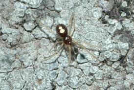 Attēlu rezultāti vaicājumam “Neottiura bimaculata”