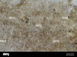 Attēlu rezultāti vaicājumam “Porotheleum fimbriatum”