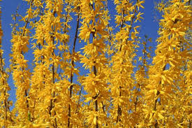 Attēlu rezultāti vaicājumam “Forsythia suspensa flower”