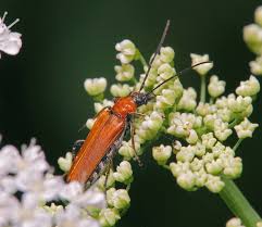 Attēlu rezultāti vaicājumam “Anogcodes melanurus”