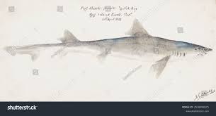 Image result for Mustelus antarcticus