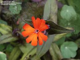 Attēlu rezultāti vaicājumam “Silene x arkwrightii Vesuvius flower”