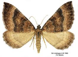 Attēlu rezultāti vaicājumam “Larentia clavaria”