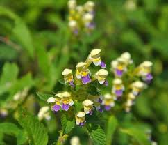 Attēlu rezultāti vaicājumam “Galeopsis speciosa flower”