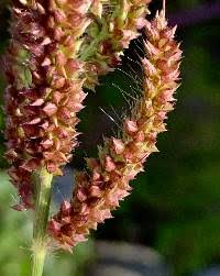 Attēlu rezultāti vaicājumam “Echinochloa crus-galli fruit”