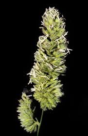 Attēlu rezultāti vaicājumam “Dactylis glomerata subsp. glomerata”