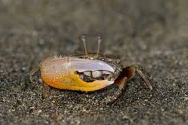 Image result for Cancer borealis