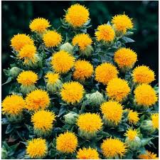 Image result for Carthamus tinctorius