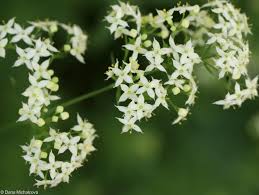 Attēlu rezultāti vaicājumam “Galium schultesii”