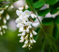 Attēlu rezultāti vaicājumam “Robinia”