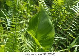 Attēlu rezultāti vaicājumam “Calla palustris leaf”