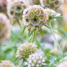 Attēlu rezultāti vaicājumam “Centaurea scabiosa fruit”
