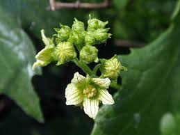 Attēlu rezultāti vaicājumam “Bryonia alba bud”