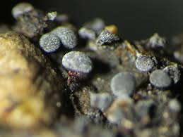 Attēlu rezultāti vaicājumam “Physarum leucophaeum macro”