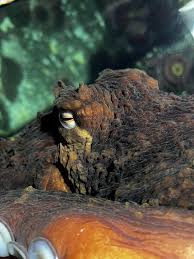 Attēlu rezultāti vaicājumam “Octospora splachnophila”