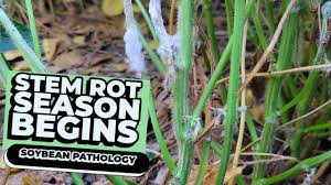 Attēlu rezultāti vaicājumam “Stemonitopsis hyperopta var. landewaldii stalked”