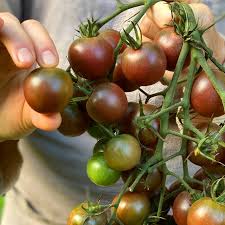 Afbeeldingsresultaat voor black cherry tomato