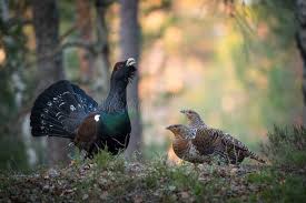 Attēlu rezultāti vaicājumam “Tetrao urogallus female”