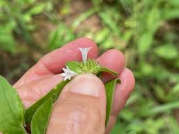 Attēlu rezultāti vaicājumam “Cribraria rufa stalked”