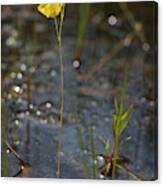 Attēlu rezultāti vaicājumam “Utricularia intermedia leaf”