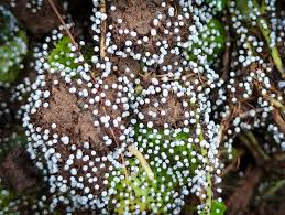 Attēlu rezultāti vaicājumam “Diderma cinereum macro”