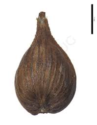 Attēlu rezultāti vaicājumam “Carex dioica fruit”